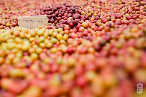 Burundi - Long Miles Project "Nkonge Hill" *TOP LOT* Coffee - Image 2