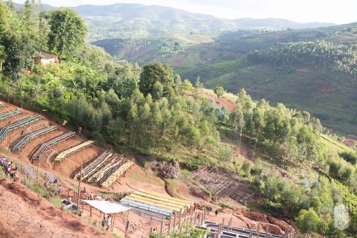 Burundi - Long Miles Project "Nkonge Hill" *TOP LOT* Coffee - Image 4