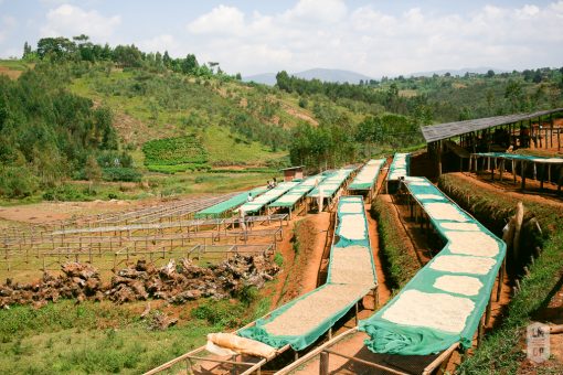 Burundi - Long Miles Project "Nkonge Hill" *TOP LOT* Coffee - Image 5