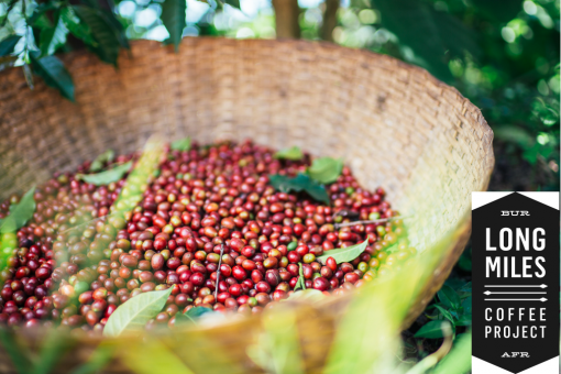 Burundi - Long Miles Project "Nkonge Hill" *TOP LOT* Coffee