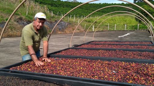 Brazil Lengender "Sitio Gamelao" Estate (Natural) Coffee - Image 2