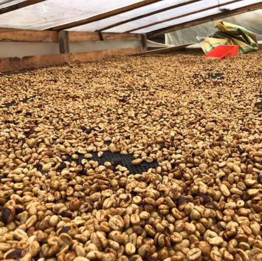 Colombia Narino Aponte Honey Reserve Coffee - Image 2