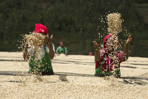 Direct Trade Rwanda "Gatare Station" Coffee - Image 8
