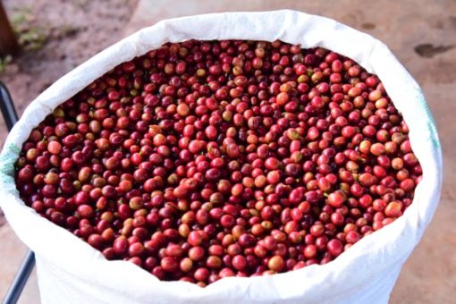 Direct Trade Rwanda "Gatare Station" Coffee - Image 6