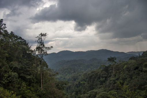 Direct Trade Rwanda "Gatare Station" Coffee - Image 3