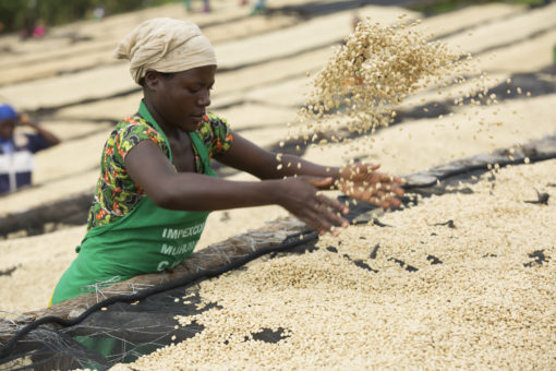 Direct Trade Rwanda "Gatare Station" Coffee - Image 9