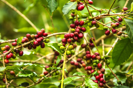 Direct Trade Rwanda "Gatare Station" Coffee - Image 5