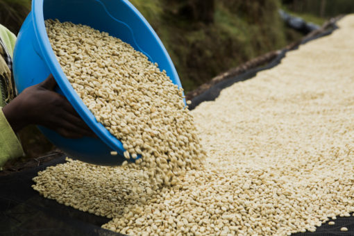 Direct Trade Rwanda "Gatare Station" Coffee - Image 7